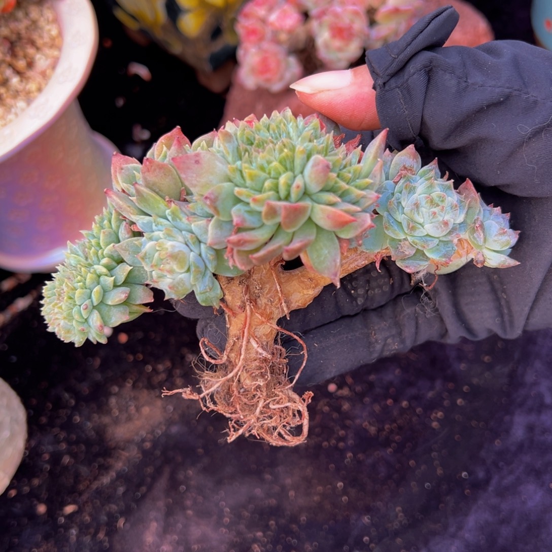 橘子汽水冰魄缀微瑕