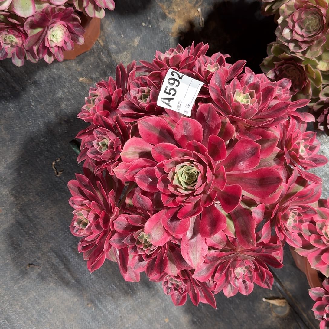 女妖多肉法师a592