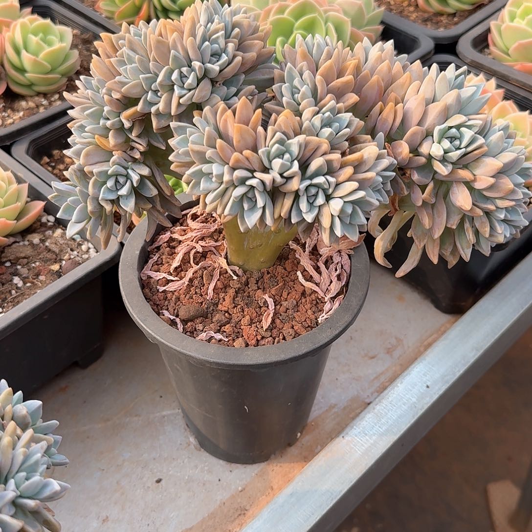 淡雪多多缀多肉。 