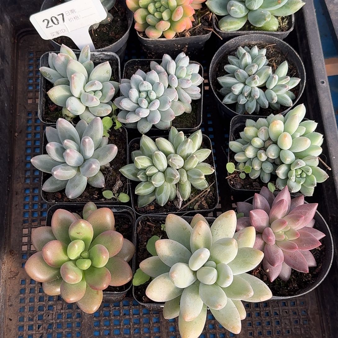 美人十颗207多肉植物默认发货