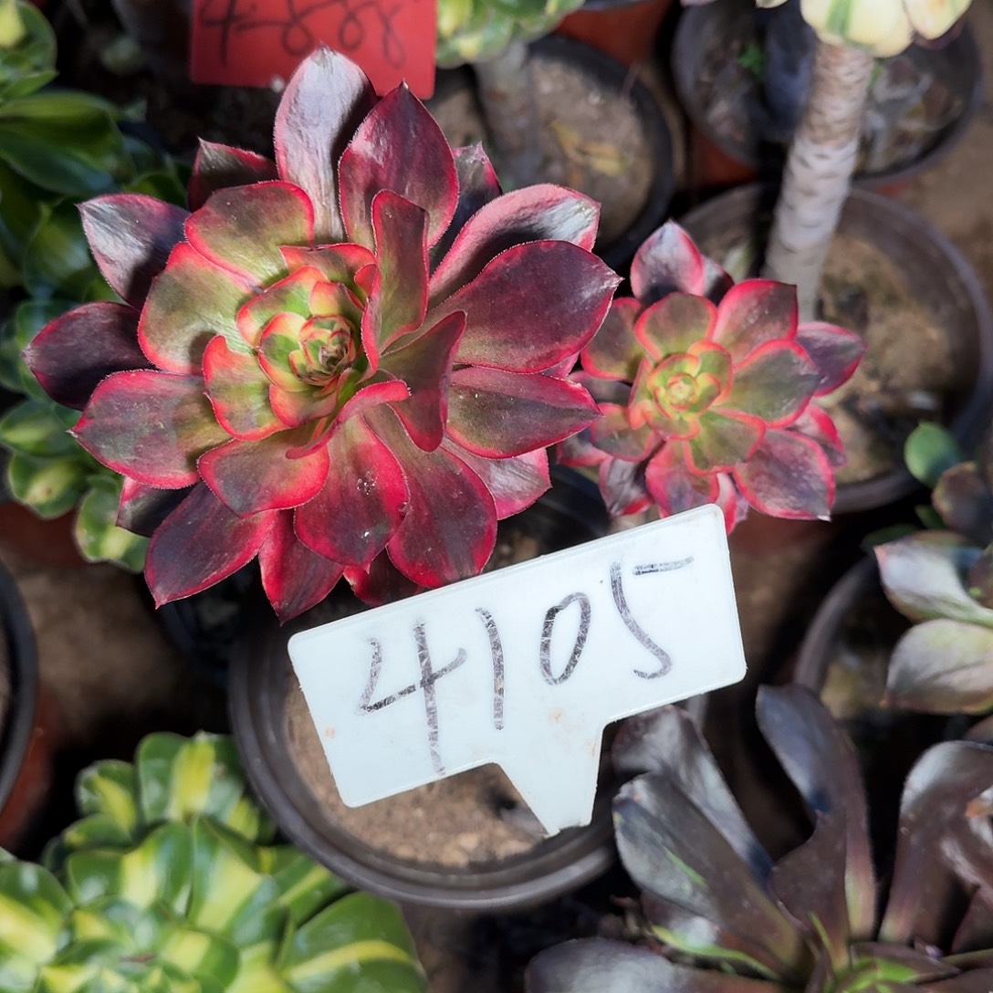 4105巫毒白多肉法师多肉