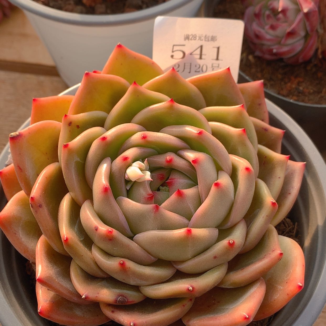 【闪购商品】云541