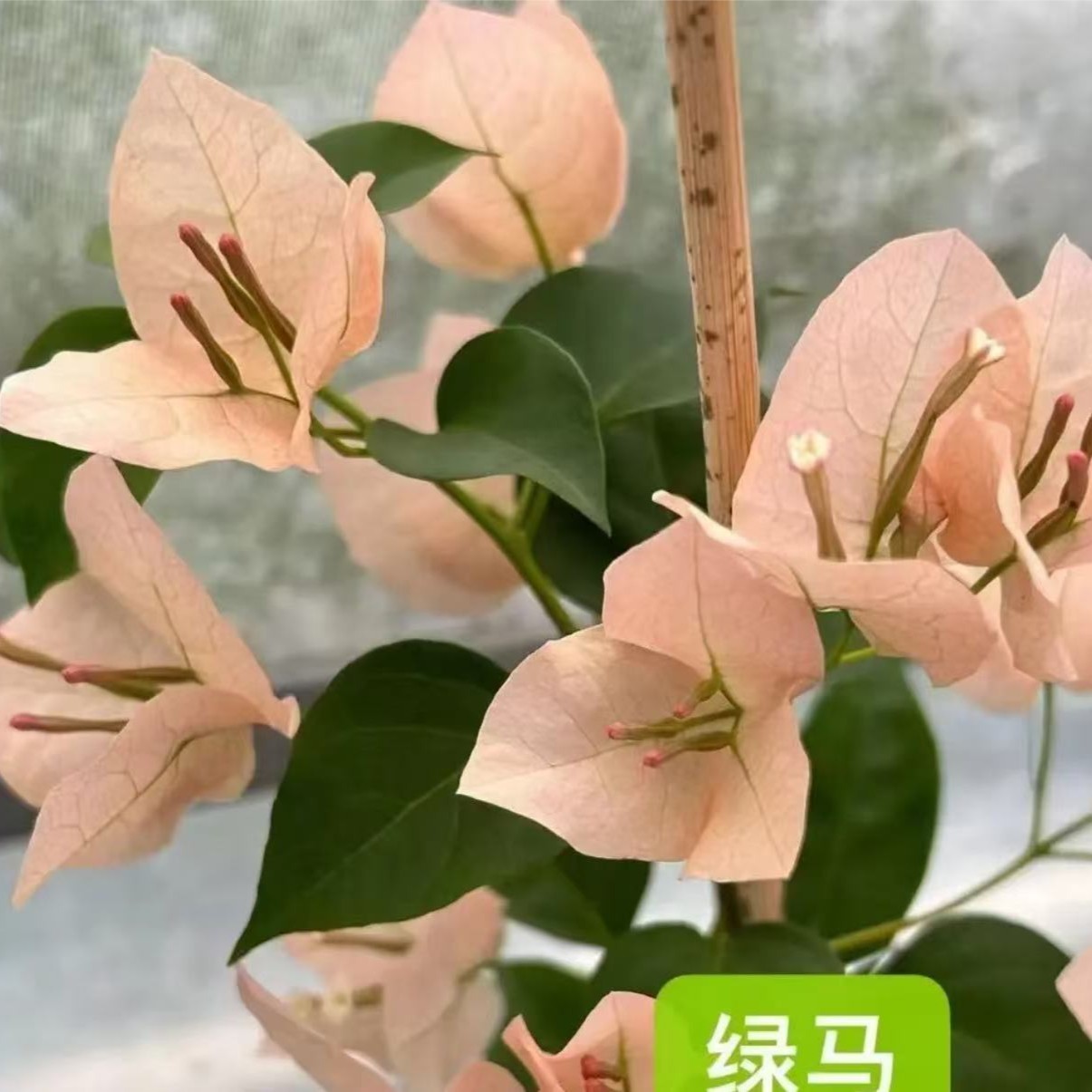 【绿叶马斯】护心土球【不带花】发货运输过程中掉花落叶正常