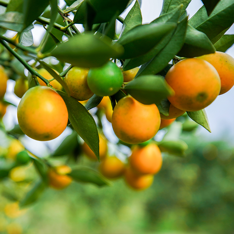 （滑皮精品）广西融安滑皮金桔无酸现摘新鲜当季水果