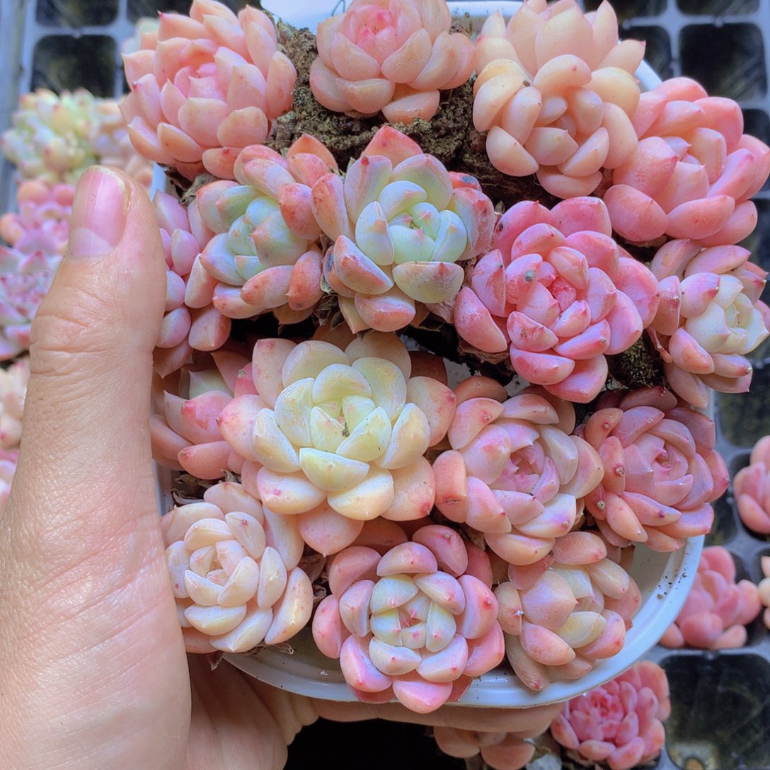 我要去看你了啊006