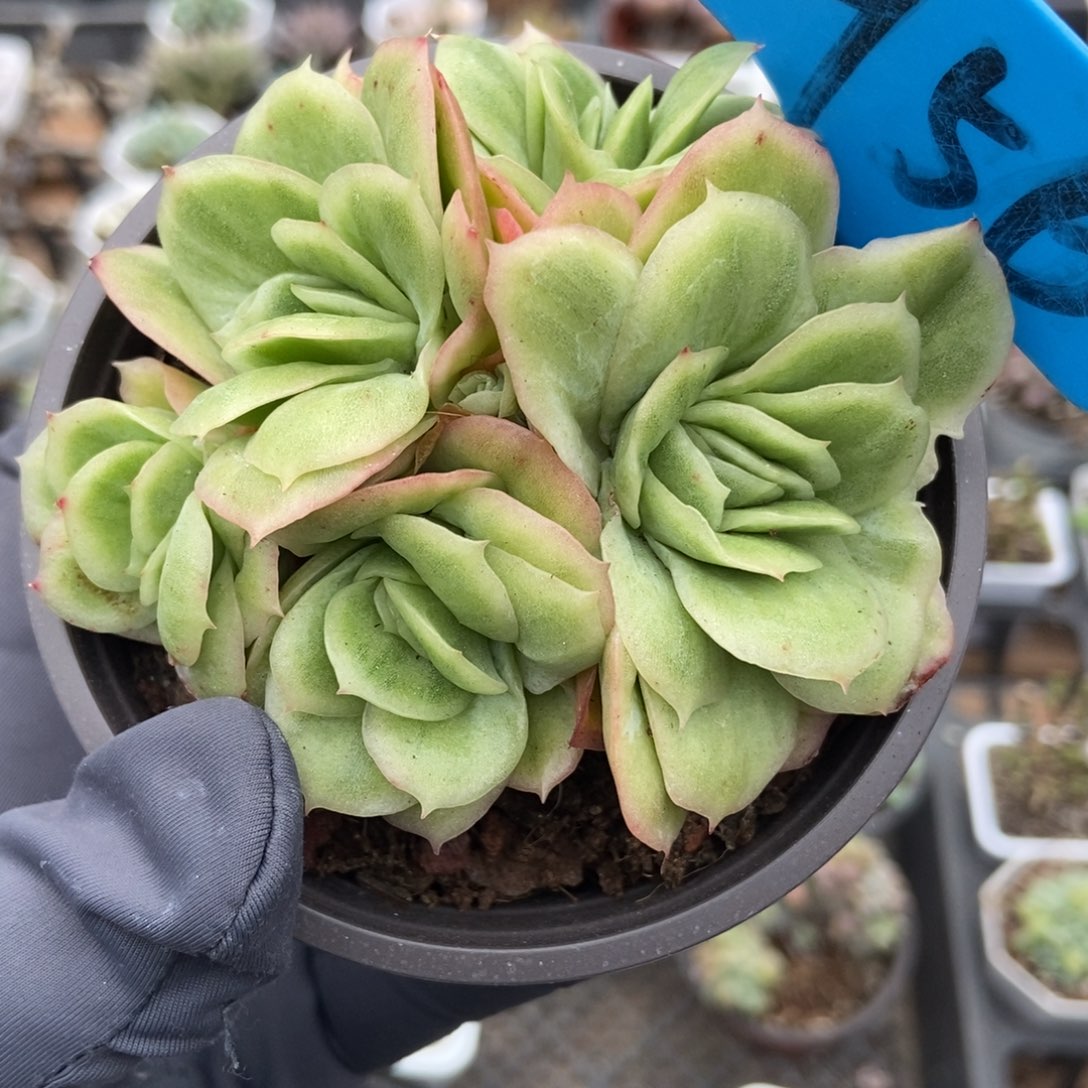 956冰玫瑰锦多肉植物