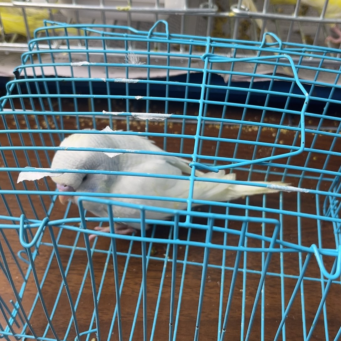 虎皮鹦鹉金彩鹦鹉