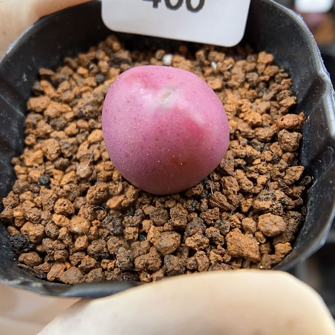 多肉植物A-400（1.4）少将杂