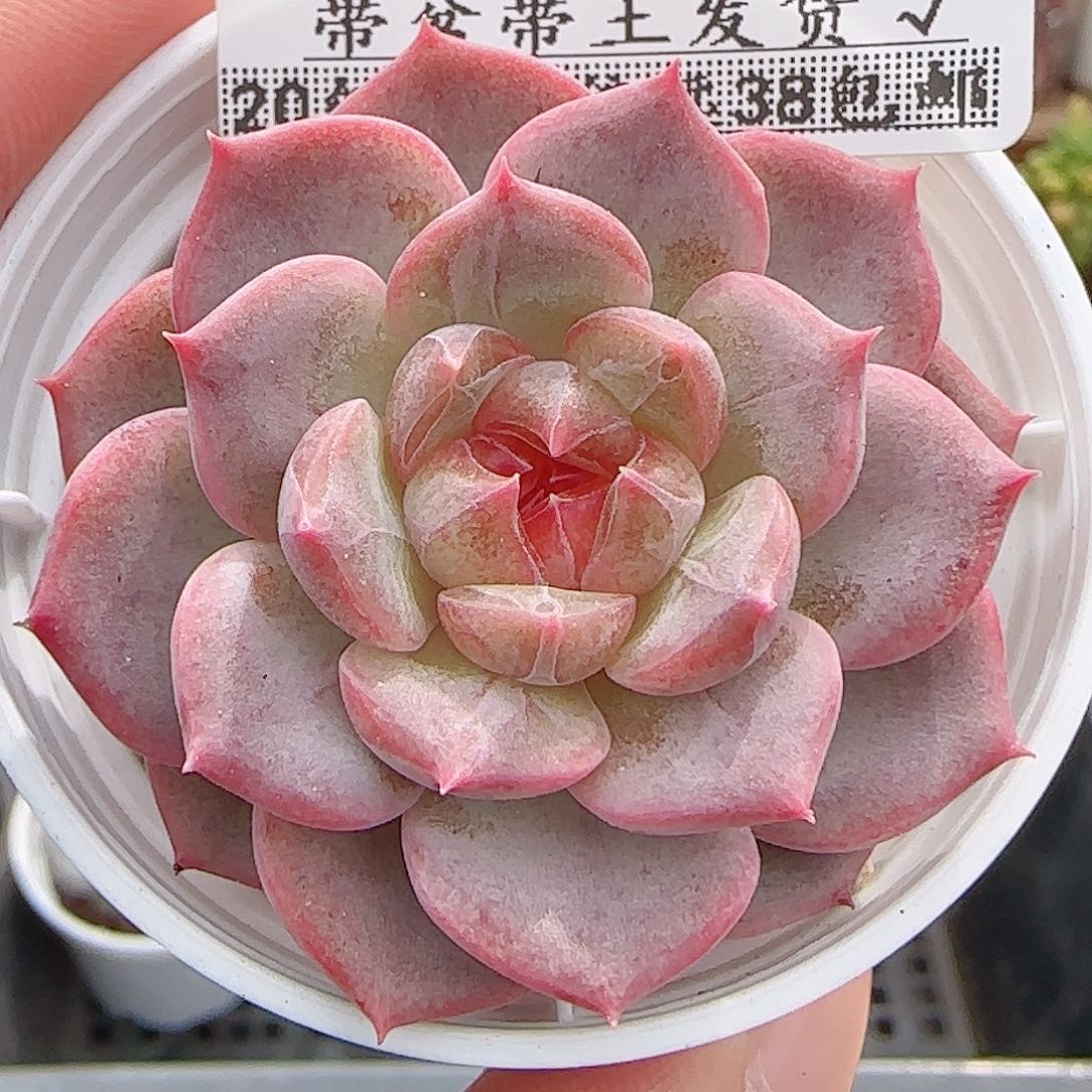 三***牛多肉0906-183琴心琴心