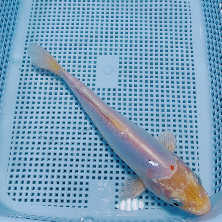 海水鱼锦鲤观赏鱼197