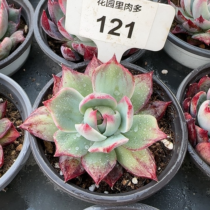 121 惊鸿仙子多肉植物6-9cm