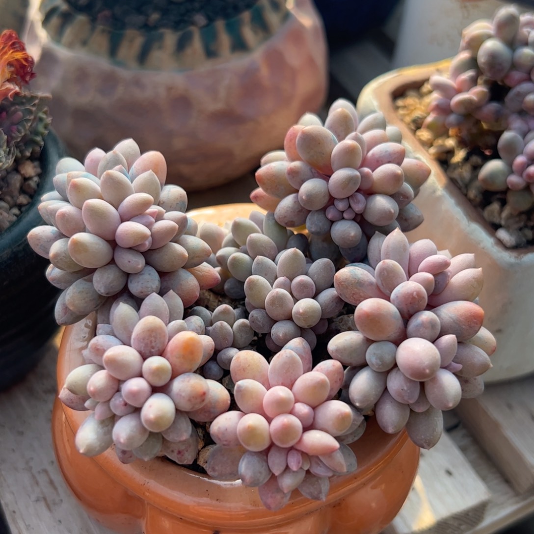 婴儿手指多肉植物