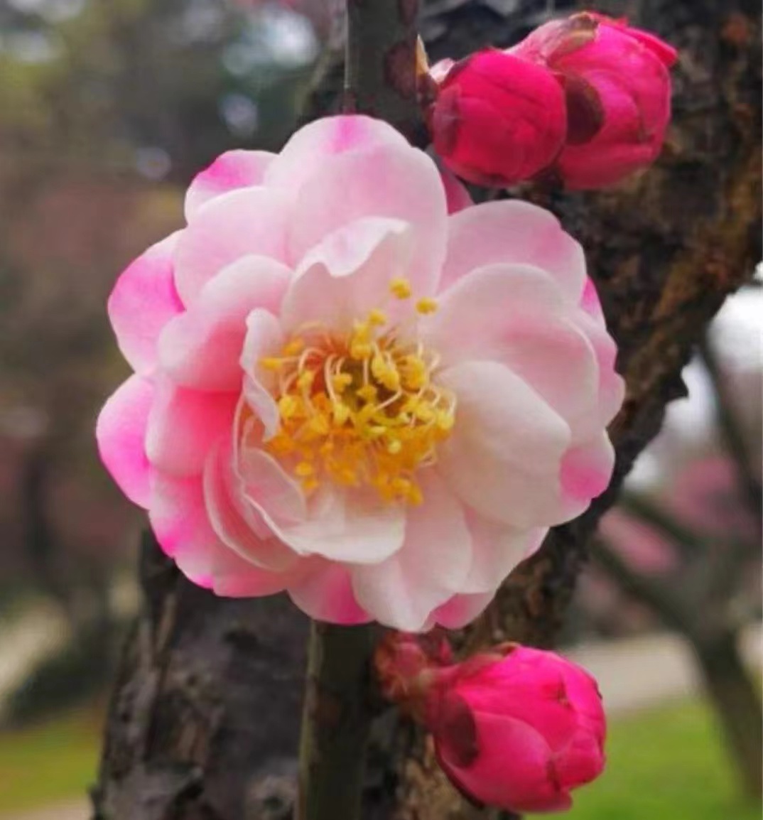 复瓣跳枝 梅花盆景老桩年宵花卉耐寒庭院浓香型植物