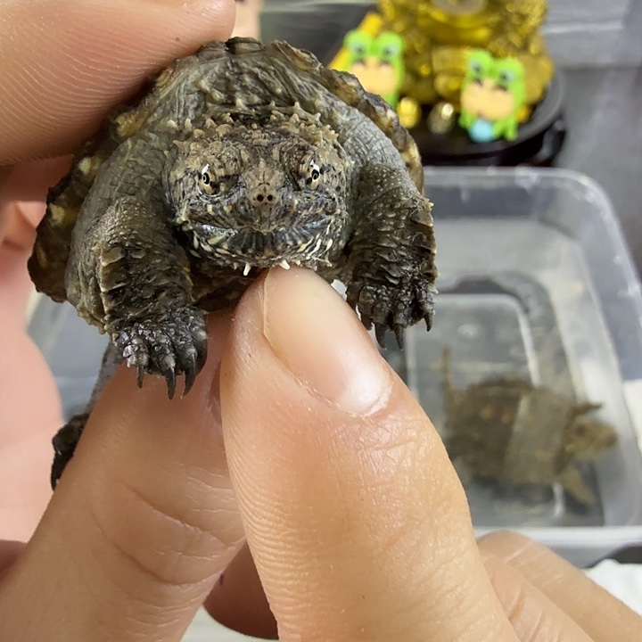 小鳄龟不分公母大圆头小亚成黑佛，头刺中上粗刺