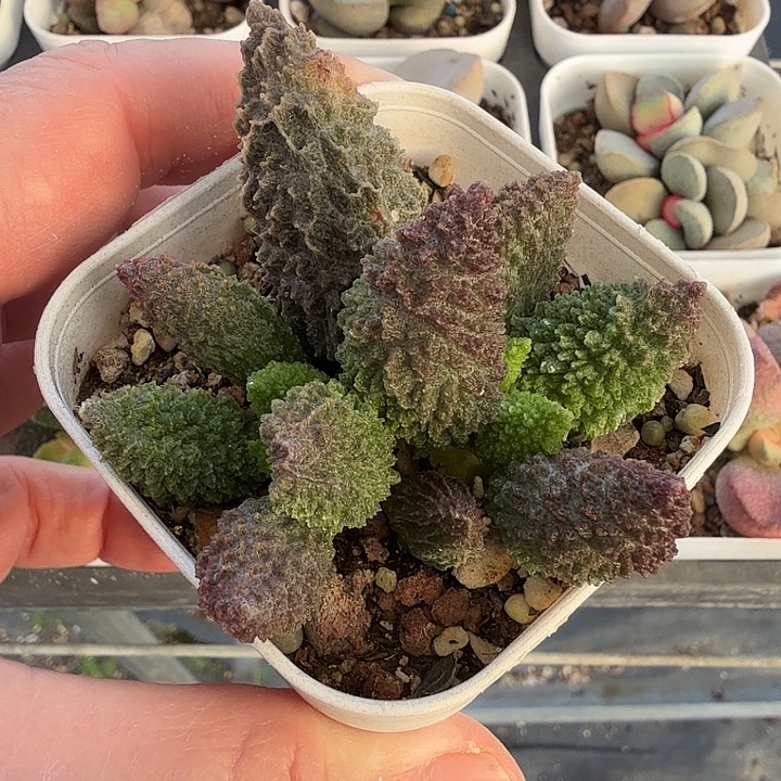 2水泡多肉植物明照