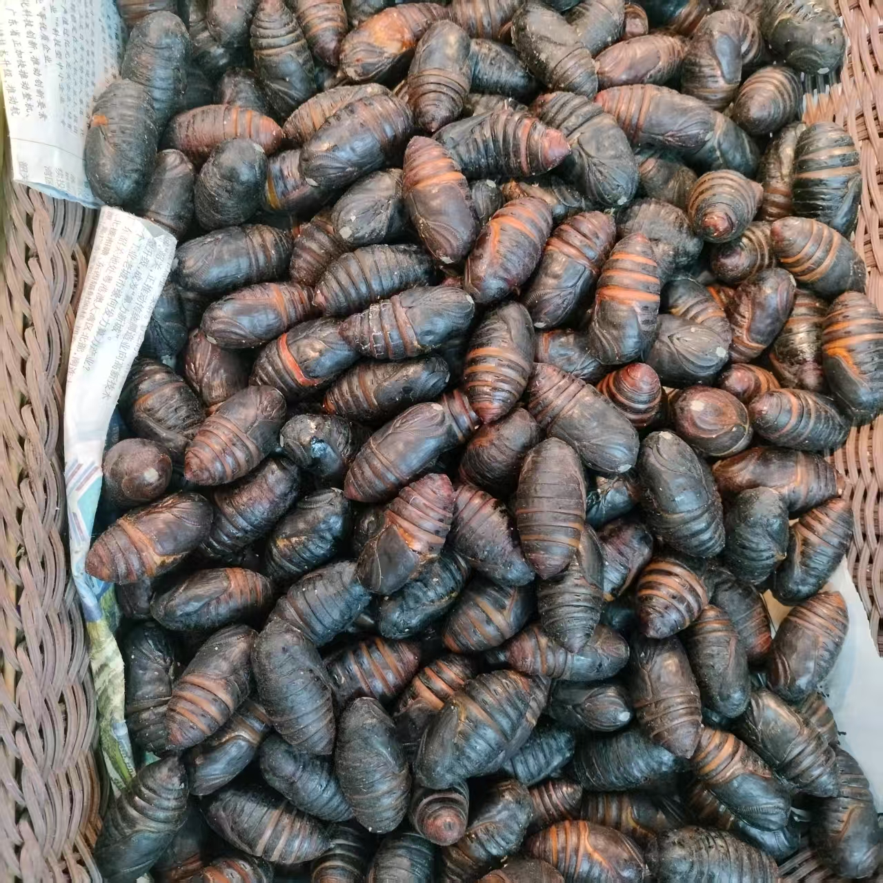 黑蚕蛹g（蔬菜）