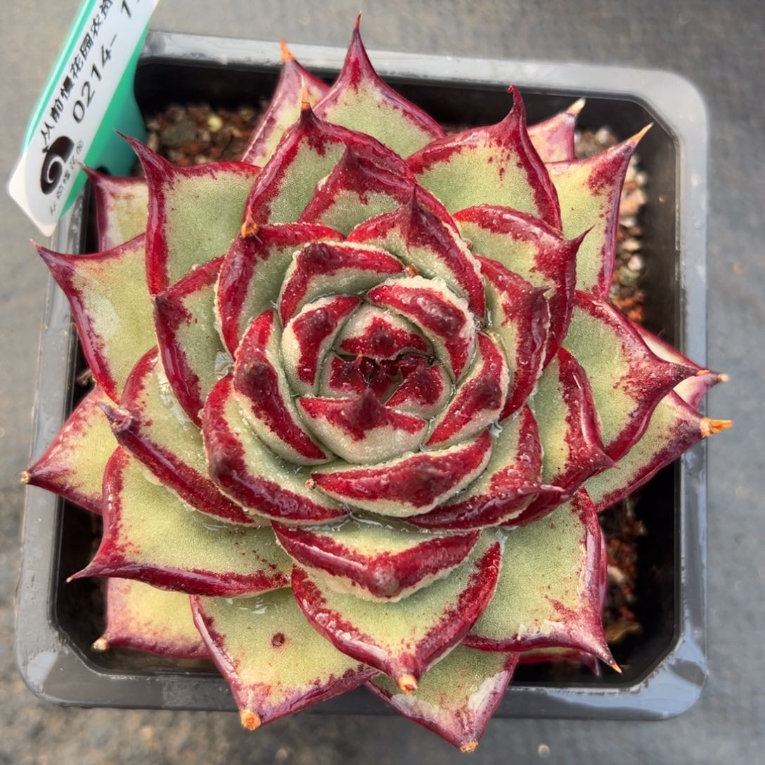 多肉一物一拍0214-196