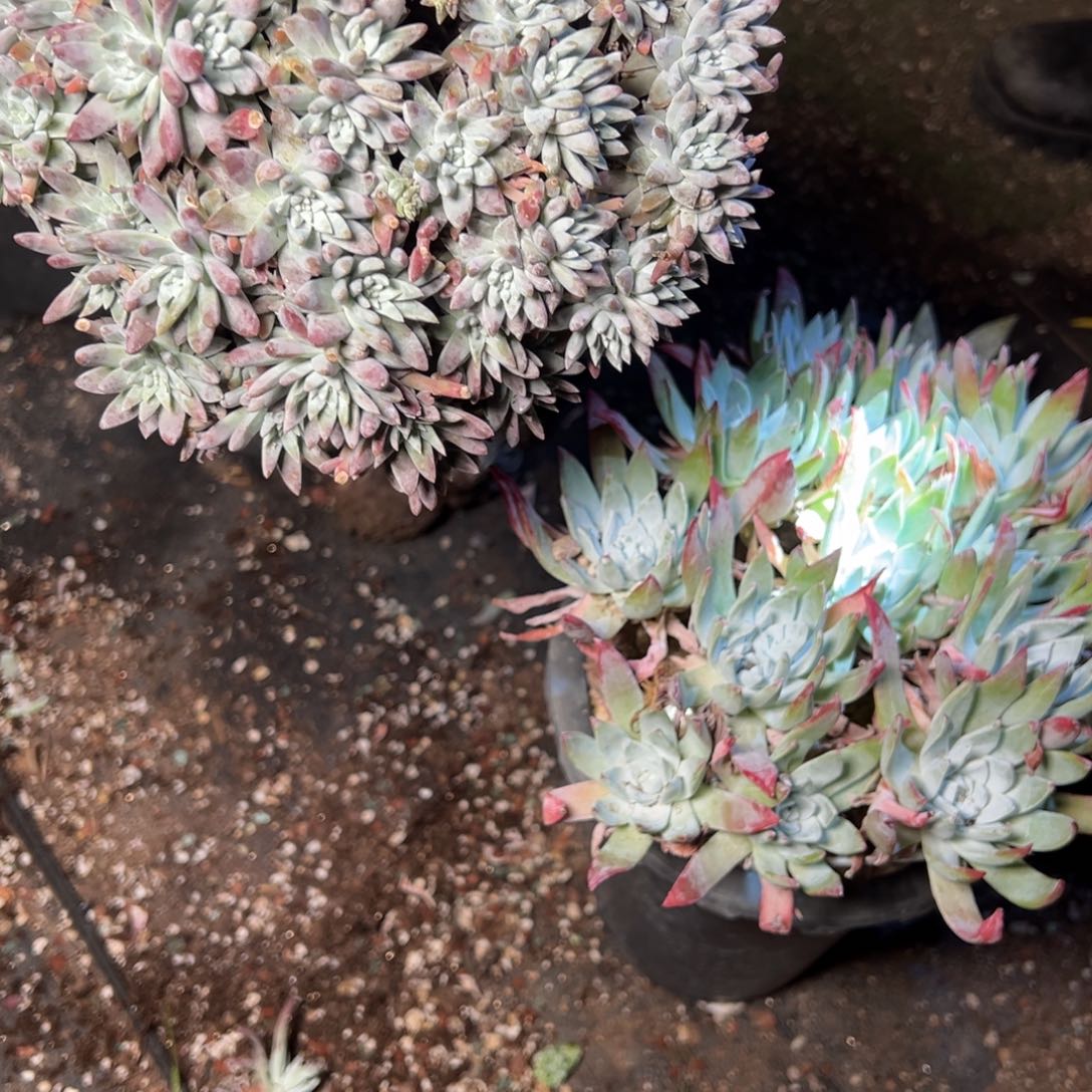 素*3862哈哈哈哈哈哈