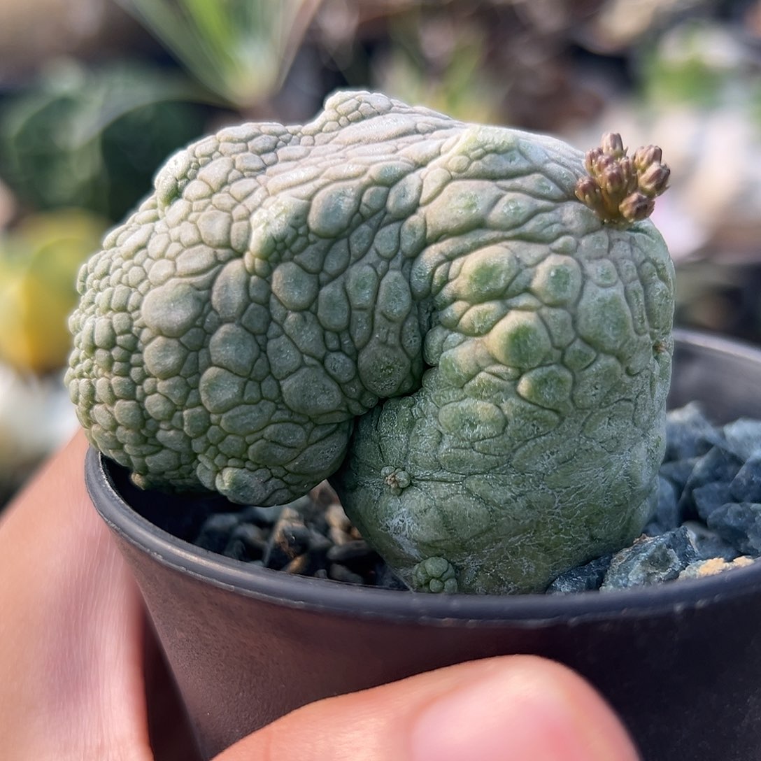 完全开放微瑕福利款凝蹄玉