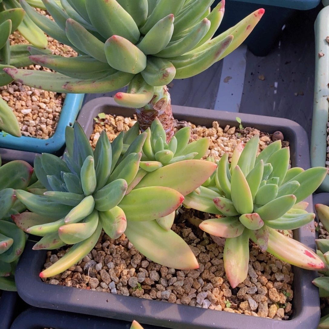 海洋之歌多肉植物不