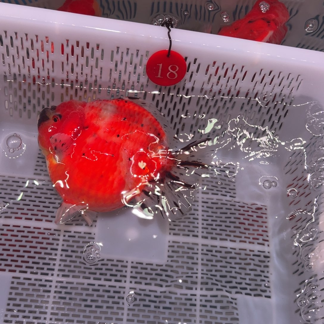 N***林金鱼你好意思的啊亲不上