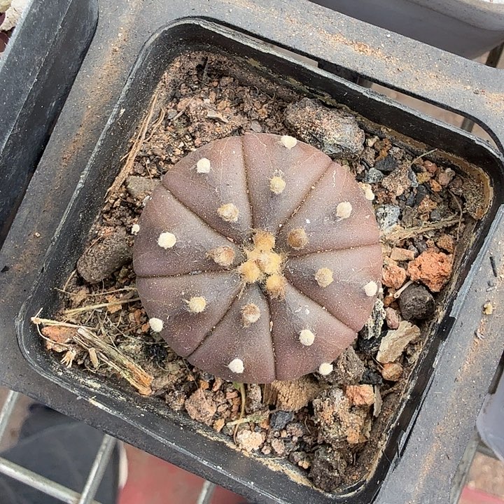 实生紫皮兜3仙人球