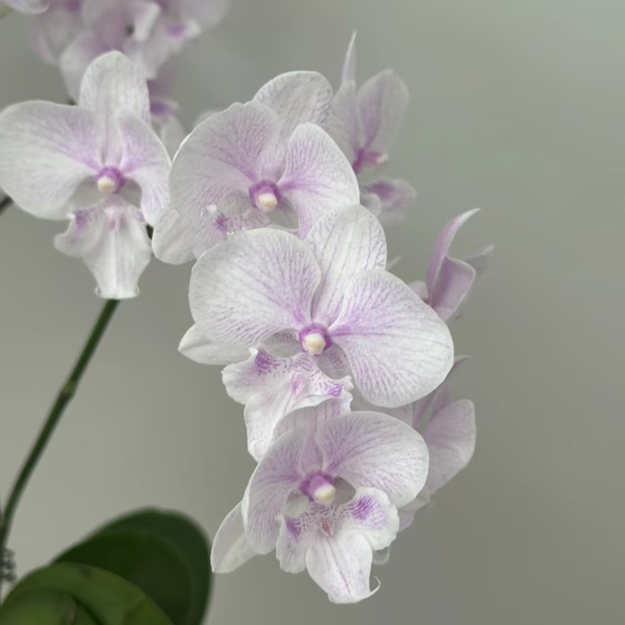 【黄梦宇】白居易 蝴蝶兰 全场鲜花任意满两单及以上包邮