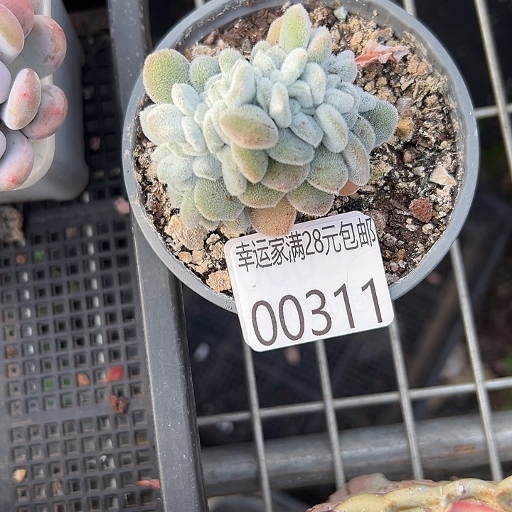 幸运的人会遇到你