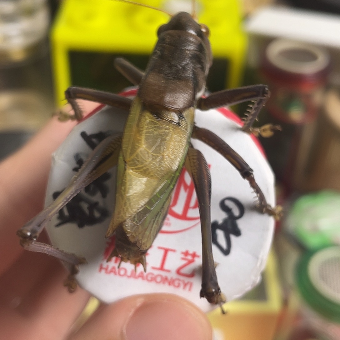 蝈蝈郝建伟铁蝈蝈一只