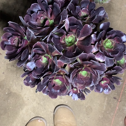 欧紫多肉植物法师27号