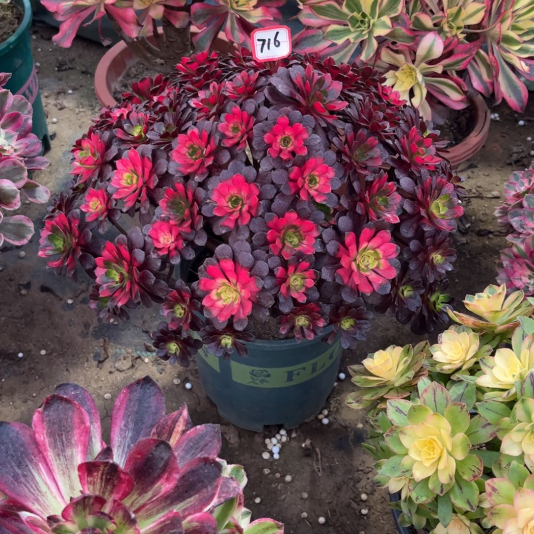 百***衣716多肉植物魅惑药锦