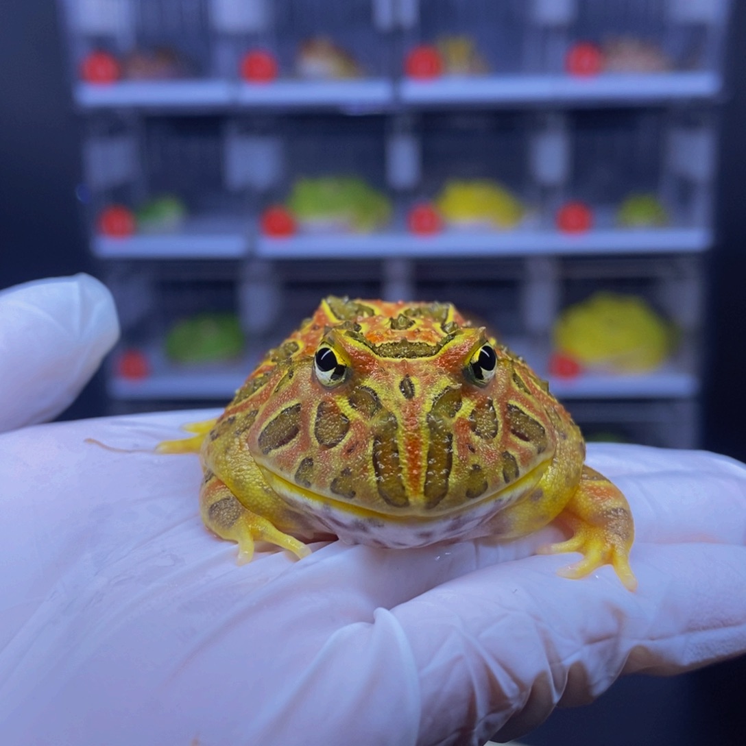 角蛙国钟角大尺寸。   