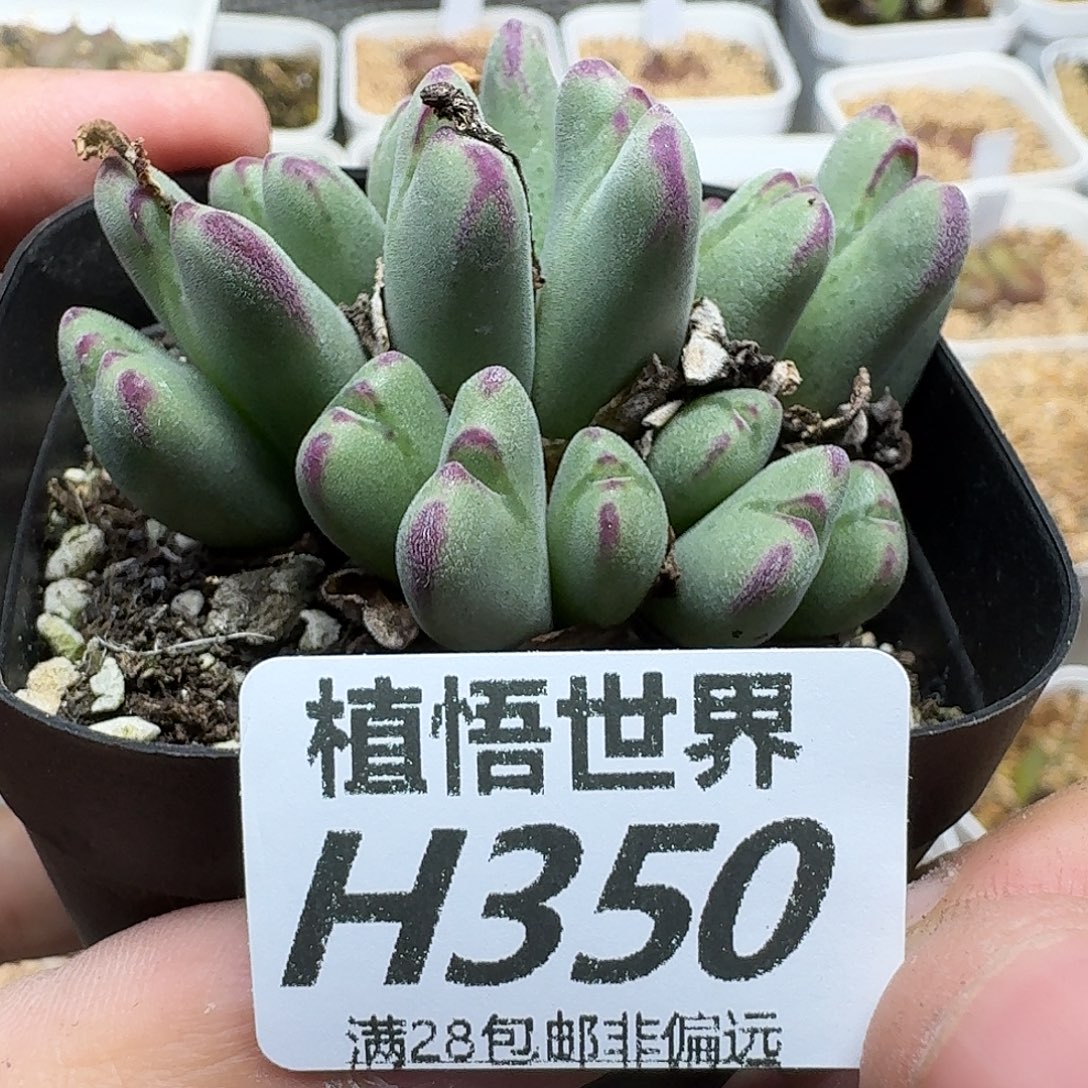 多肉植物的润泽ghn