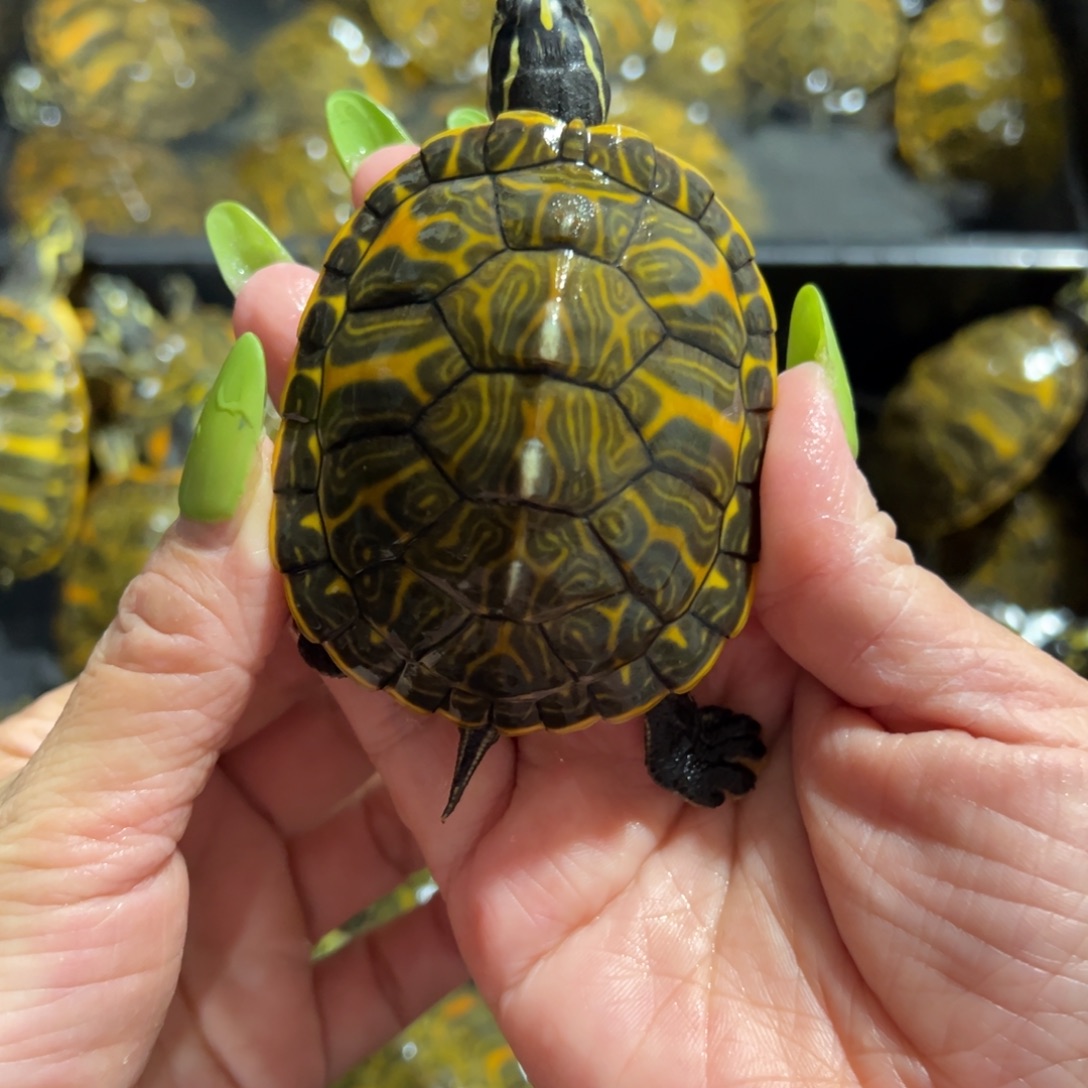 火焰龟母全品火焰