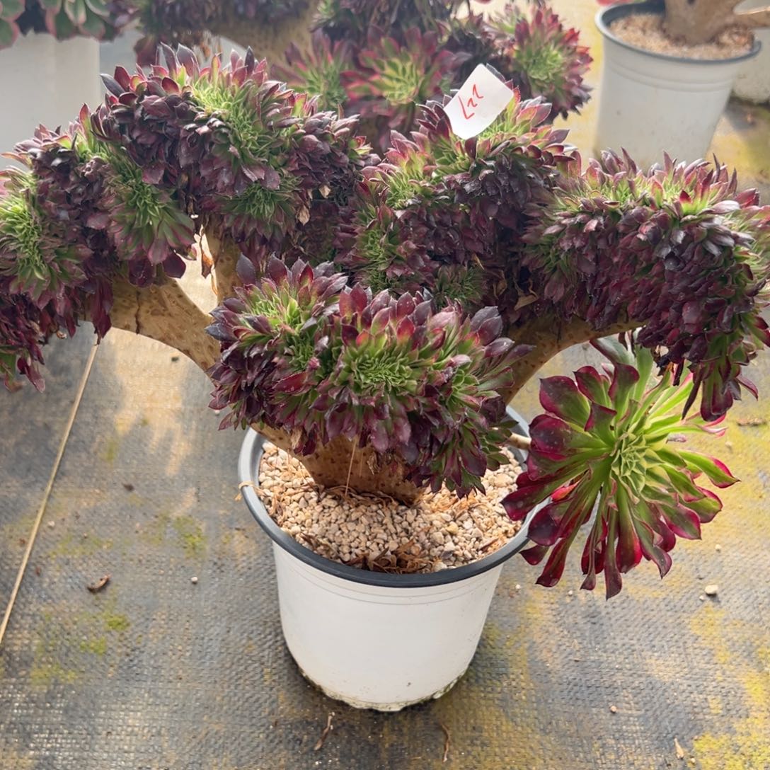 227天合缀多肉多肉多头多肉