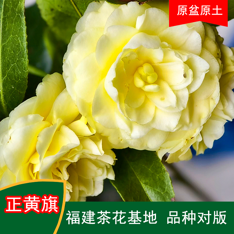 正黄旗包对版珍贵茶花品种室内外花卉阳台庭院绿植福建茶花基地