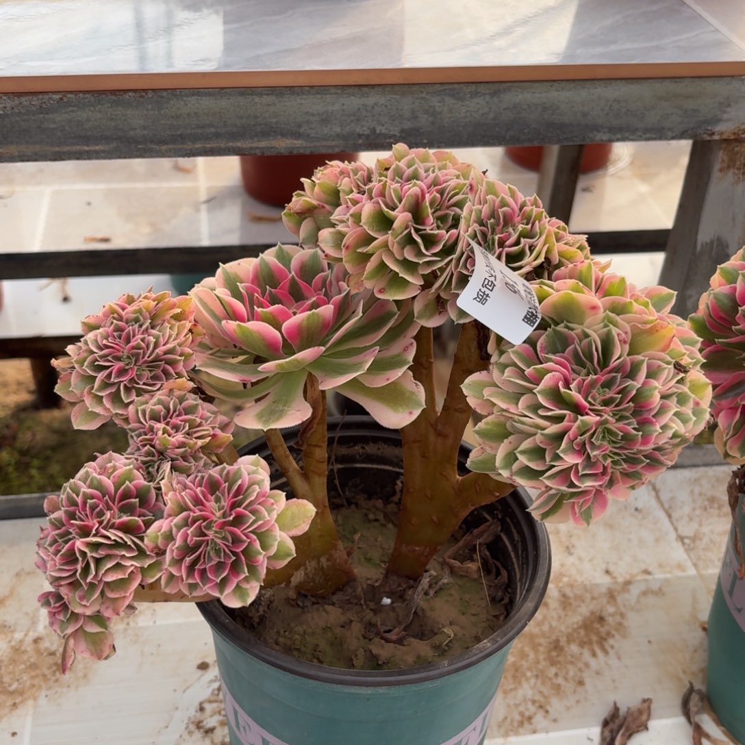 156粉女巫缀化多肉植物法师