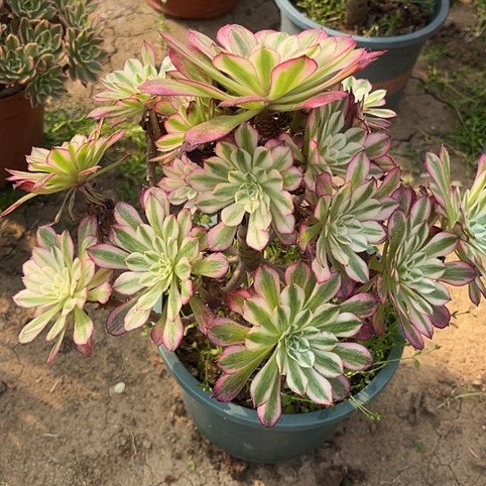 多肉植物红茼超白63