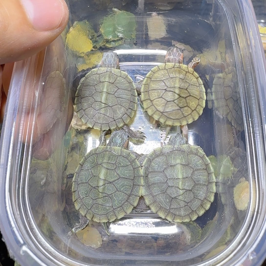 母巴西彩龟错甲果冻