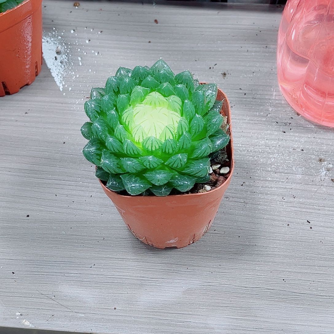 宝莲灯玉露一勿一拍