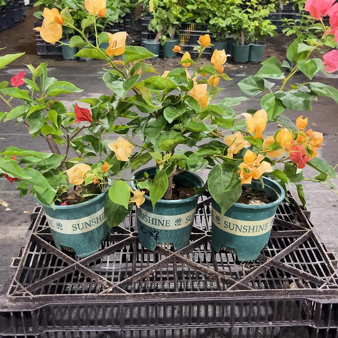 当前无花栽培后可以开花红桑巴，金色光辉，暗夕组合