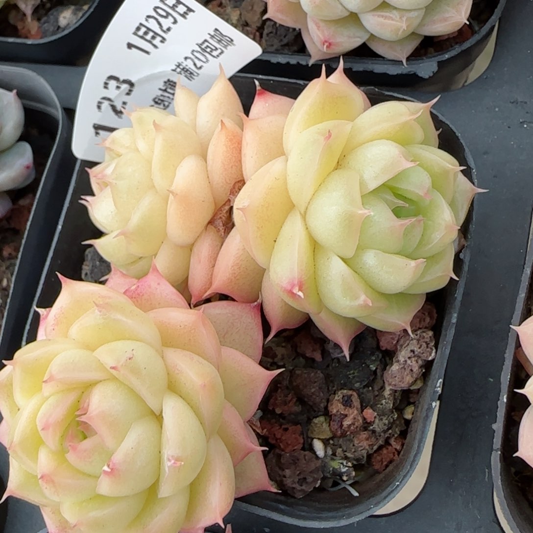 花语逸镜0129-123