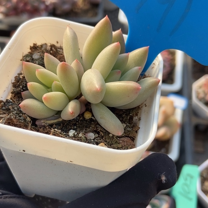 791岩字多肉植物保护