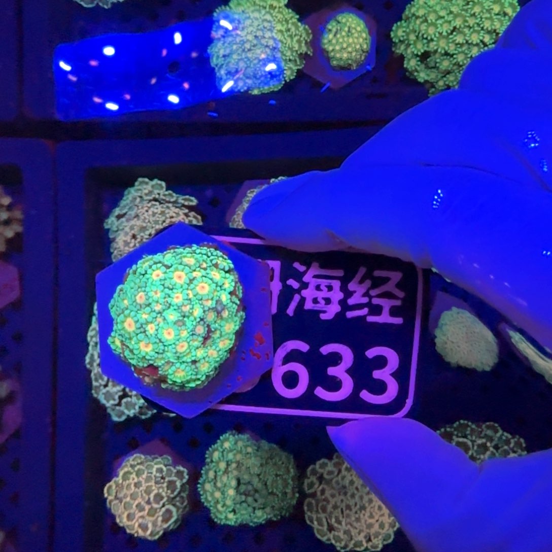 M***丶纽扣珊瑚又又不包邮幻彩茉莉D633