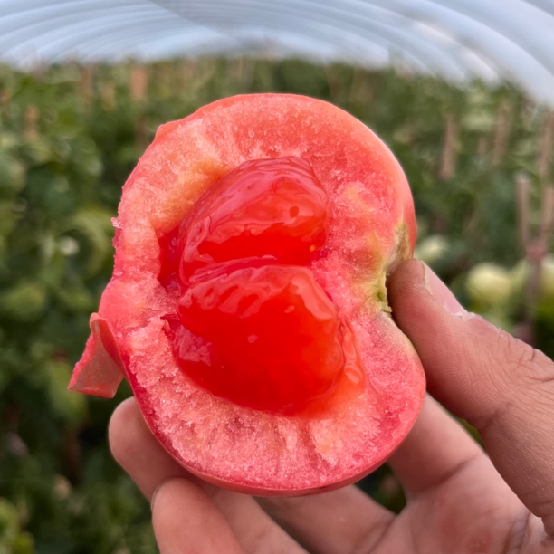 邳州沙埠村沙瓤西红柿