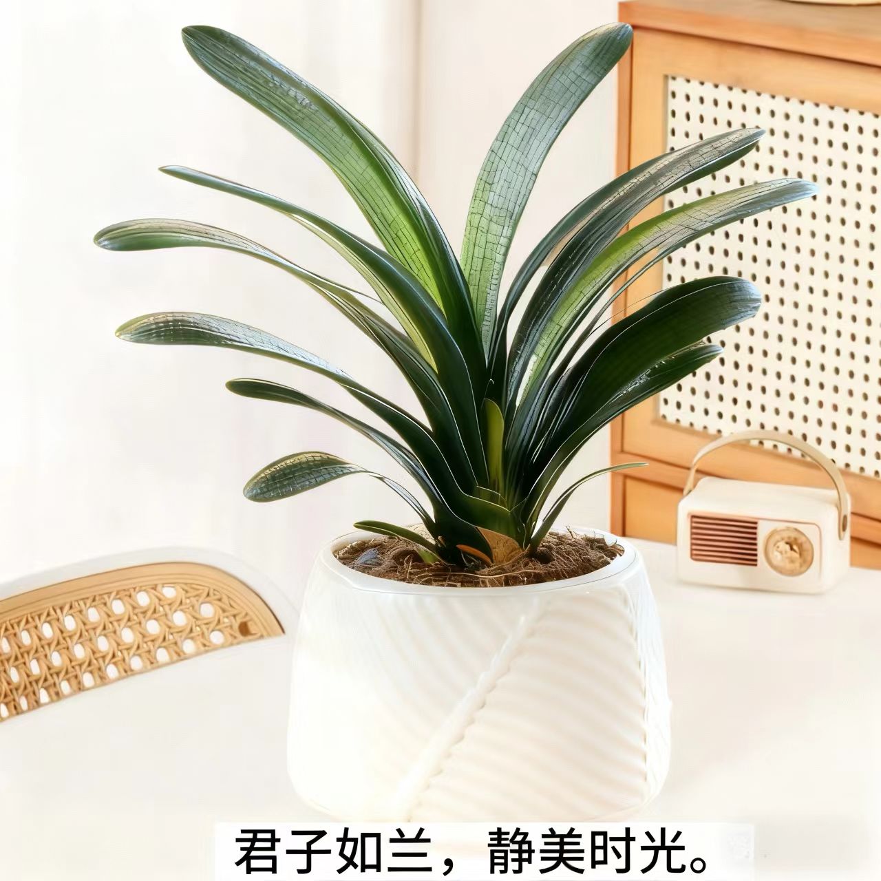 补贴【带白盆】8-12叶君子兰绿植盆栽室内花卉客厅阳台摆放四季常青