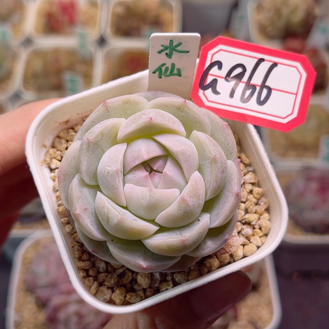 G966 水仙一物一拍