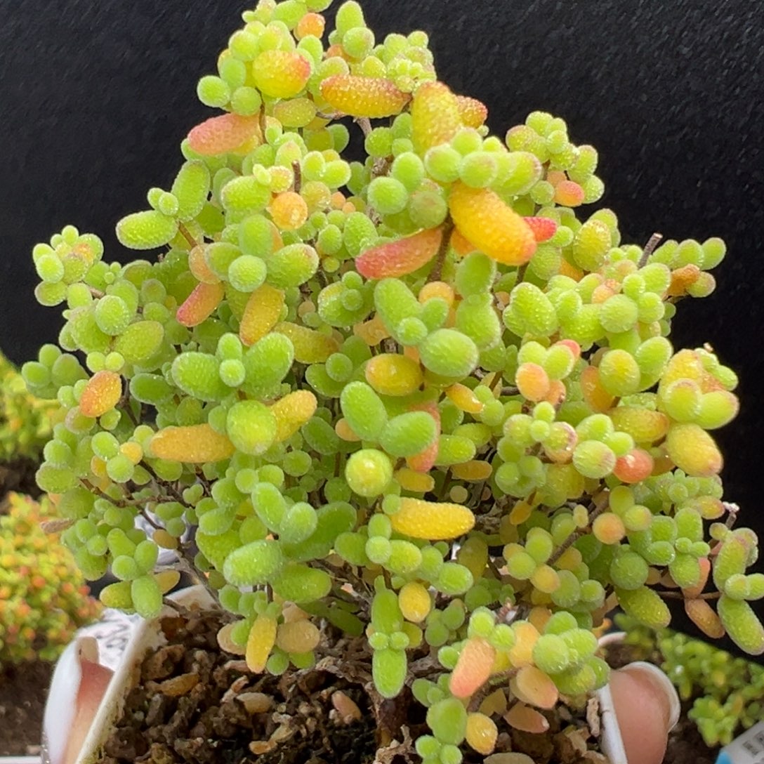 dy3693精控蜜橘糖球冠幅