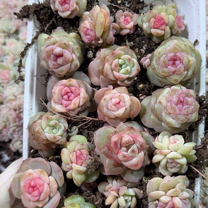 75号王者洗脸多肉一盒