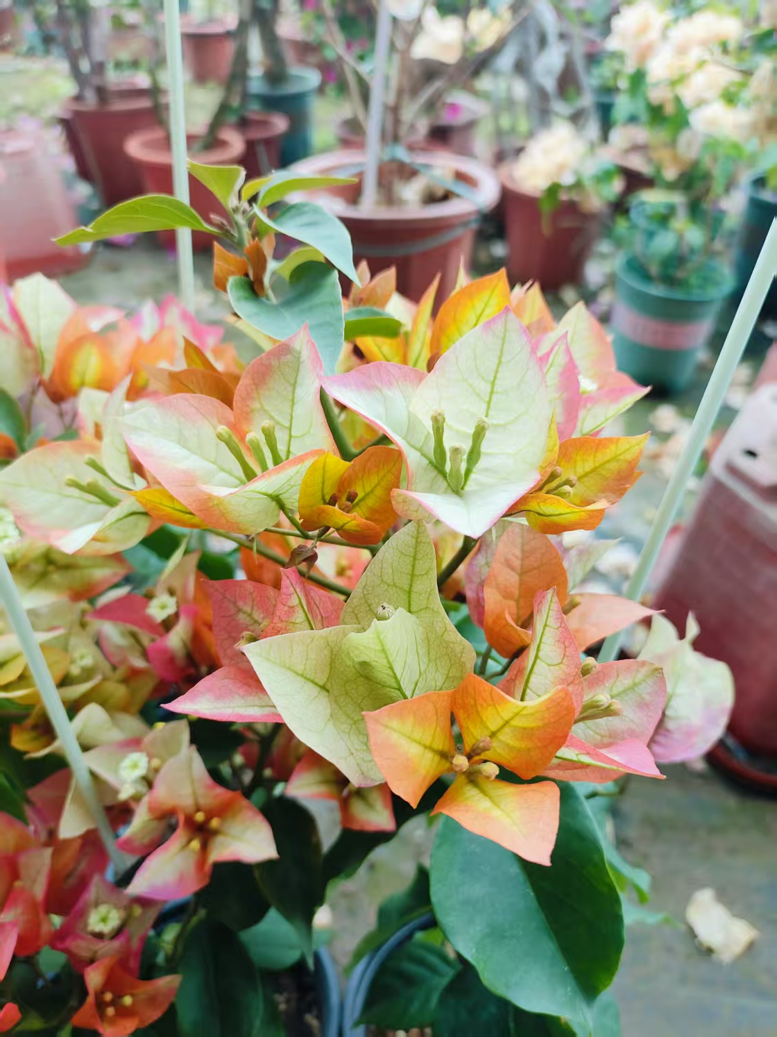 奶昔，凤凰，马斯等品种苗一颗